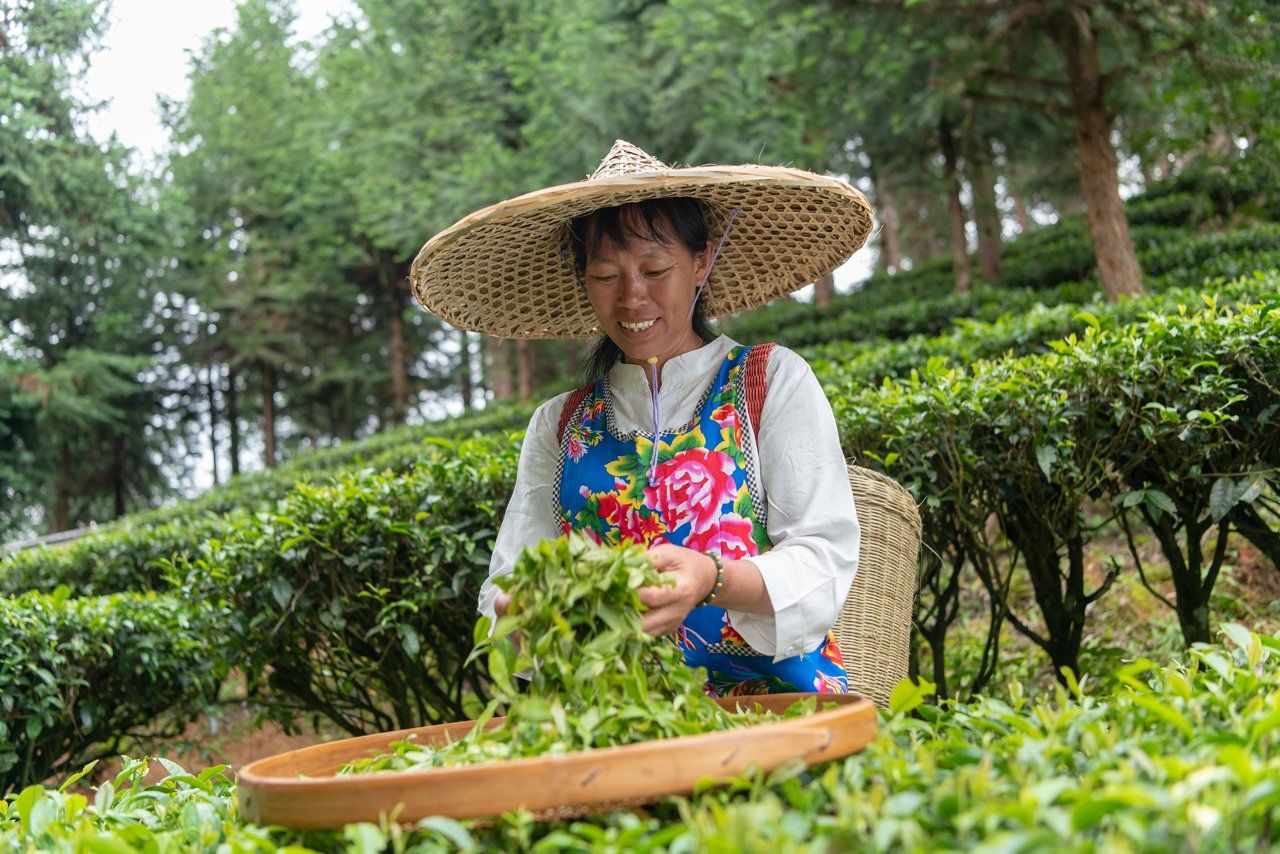 Woman worker smiling while holding freshly picked tea leaves.