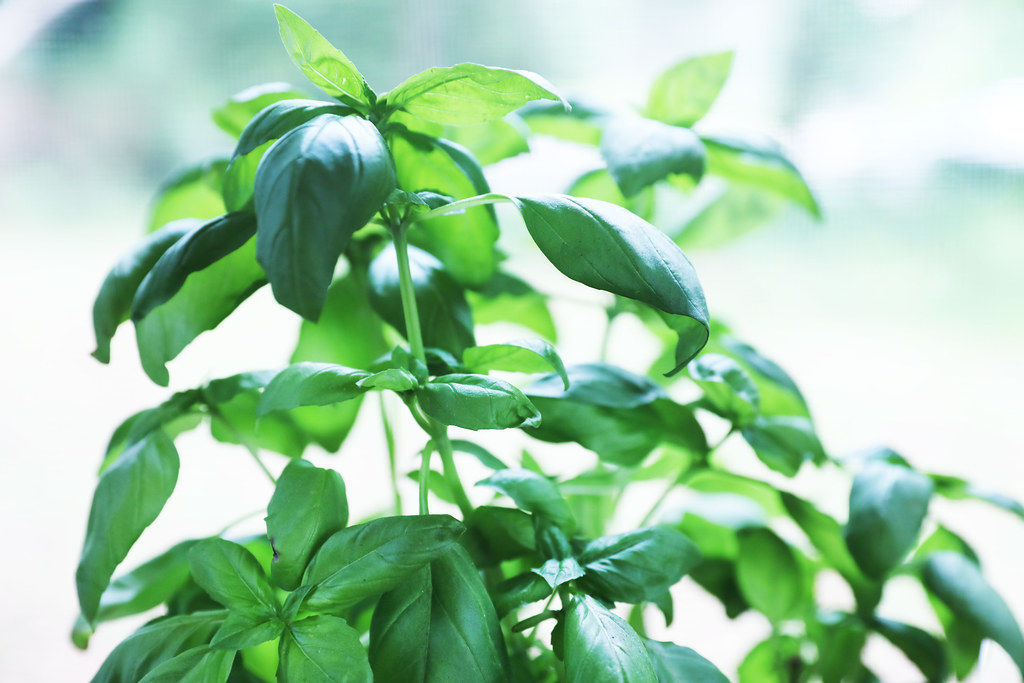 Basil