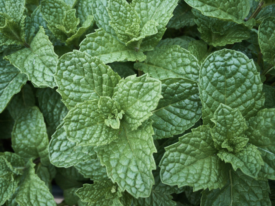 Spearmint