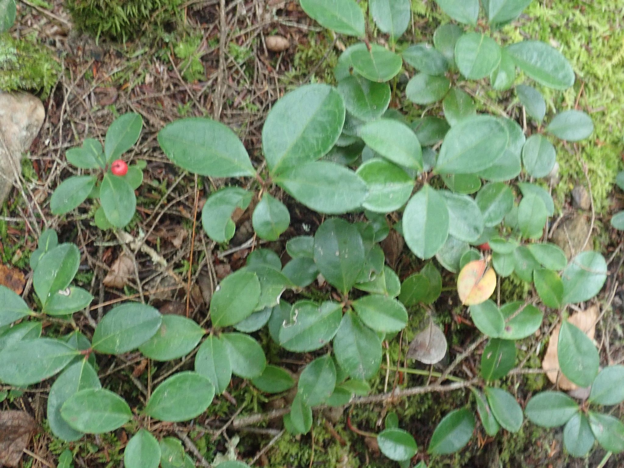 Wintergreen