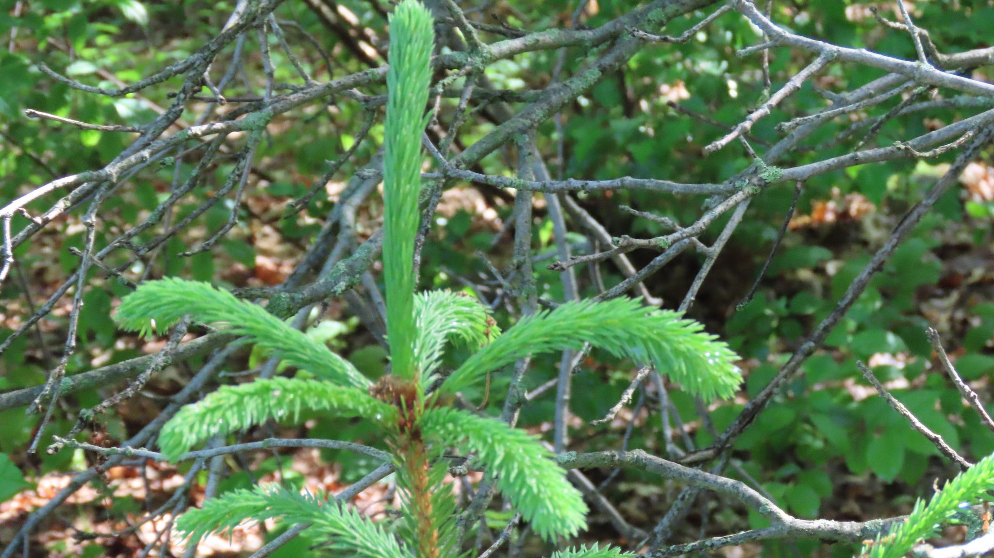 Spruce
