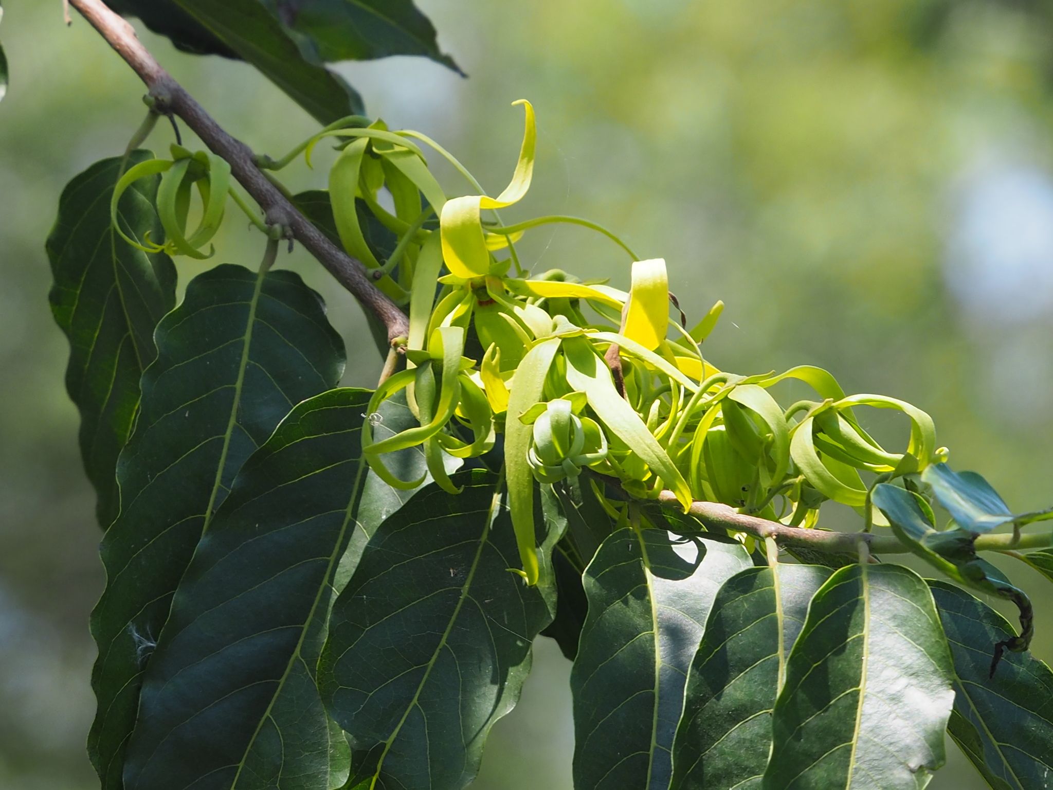 Ylang Ylang Extra