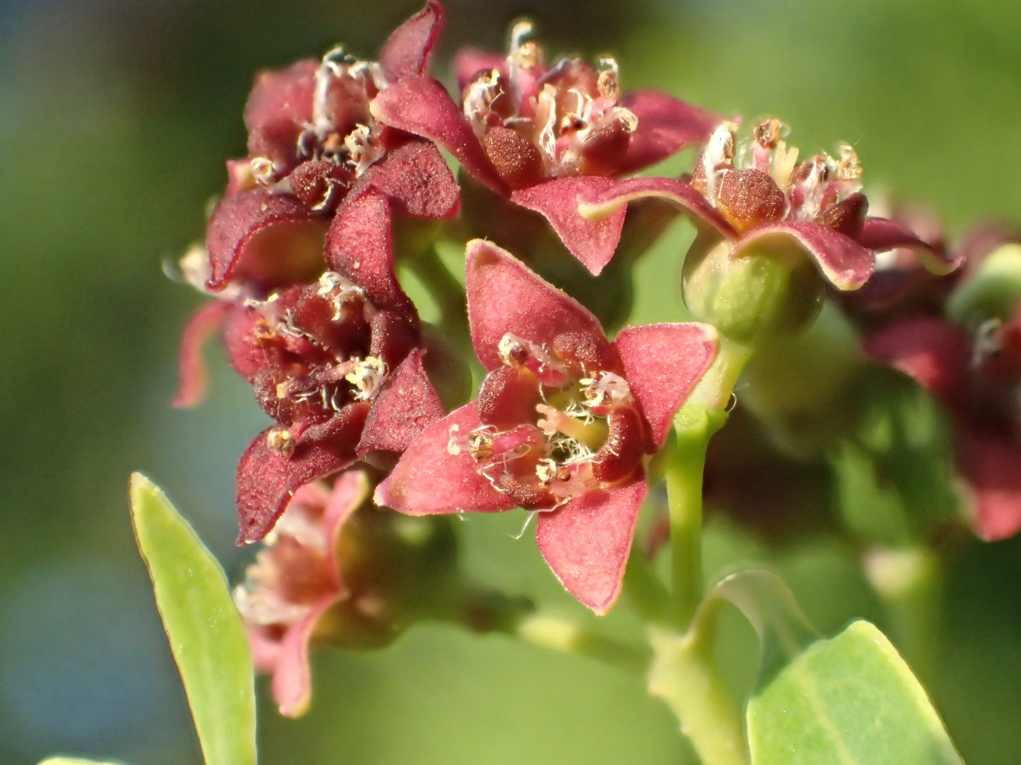 Blends of Sandalwood