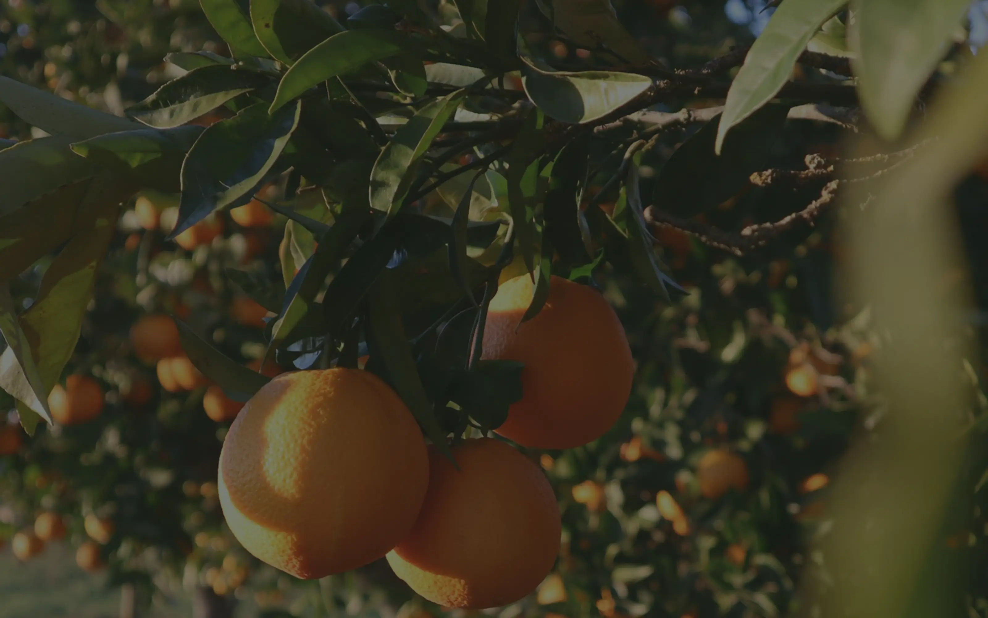 Close-up of a bunch of oranges.