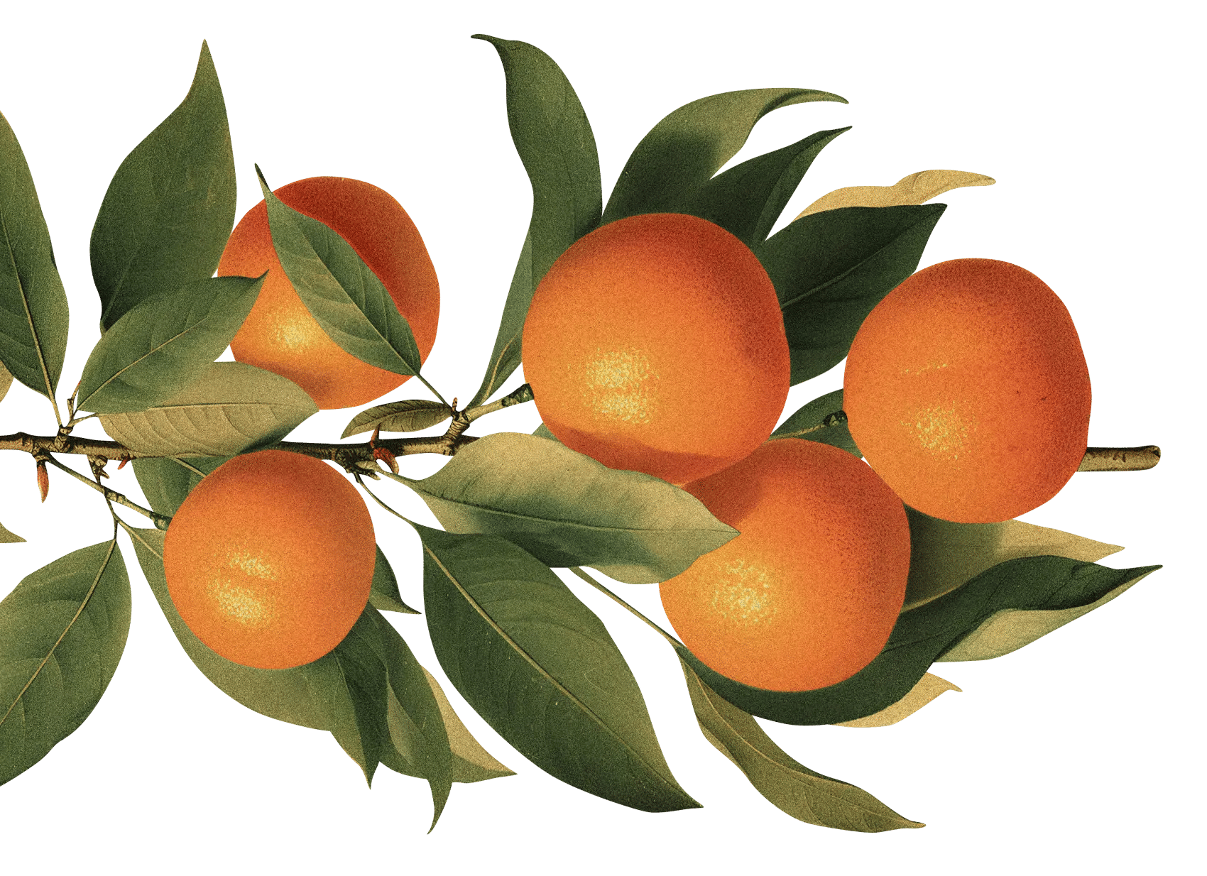 tangerine tree