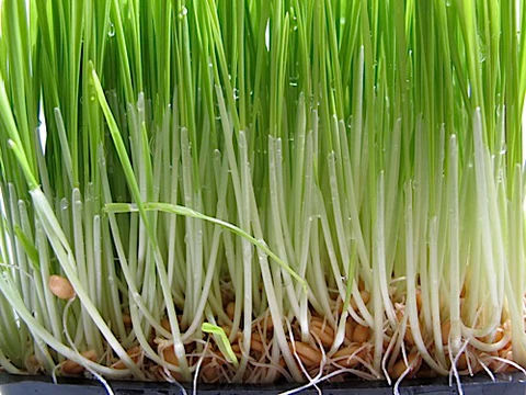 Wheat Grass