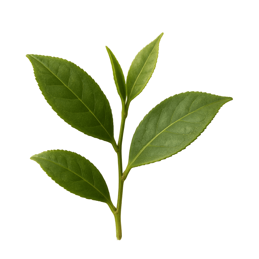 Natural Caffeine from Green Tea