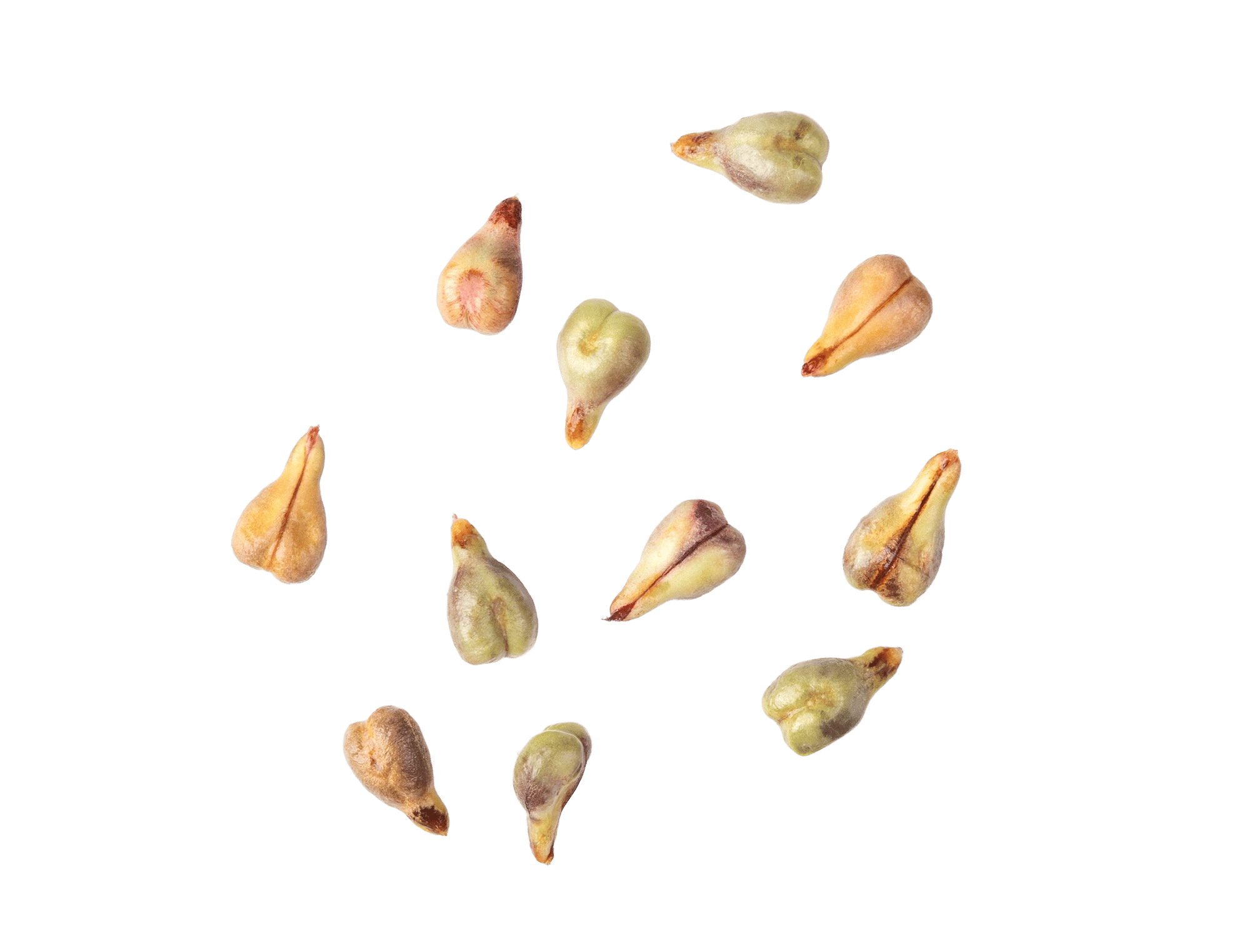 Chardonnay Grape Seed