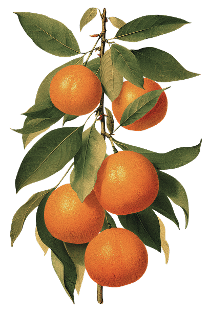 tangerine tree