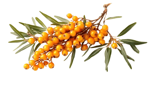 Sea Buckthorn Seed Oil