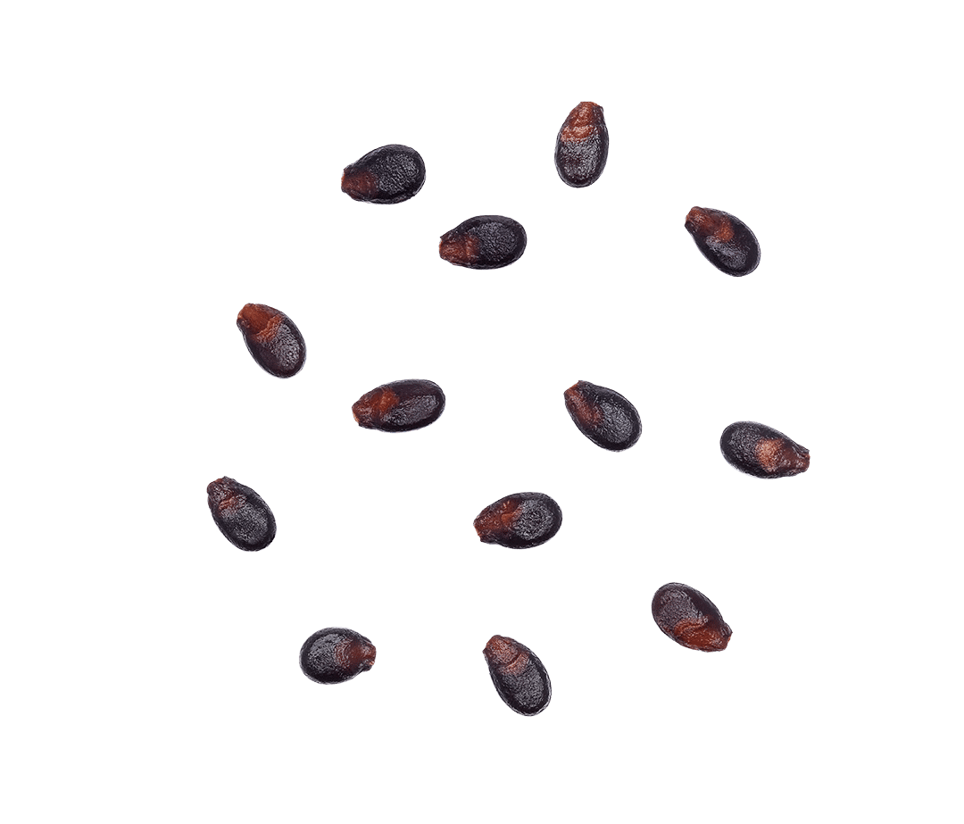 Watermelon Seeds