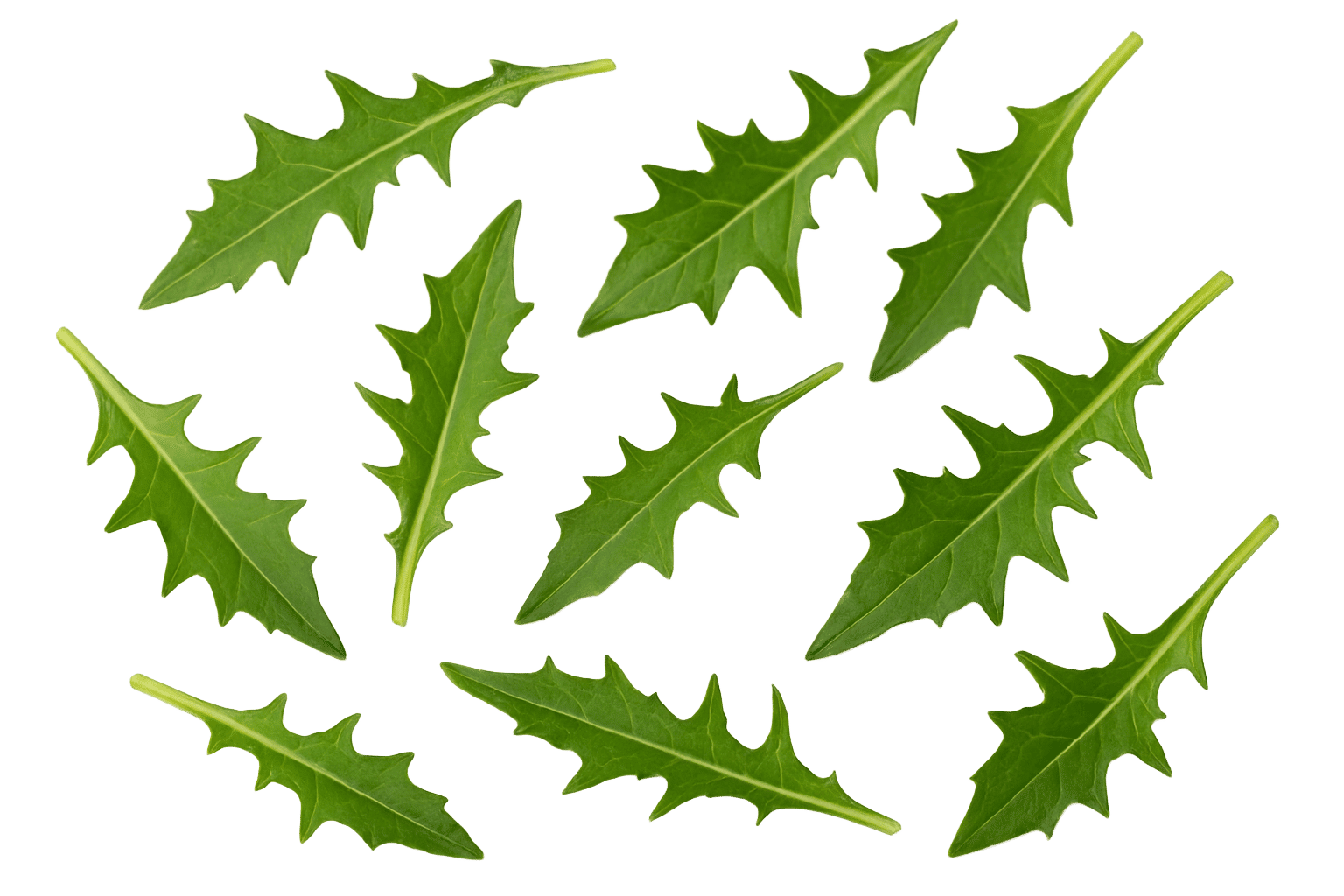 Dandelion (Leaf & Root)