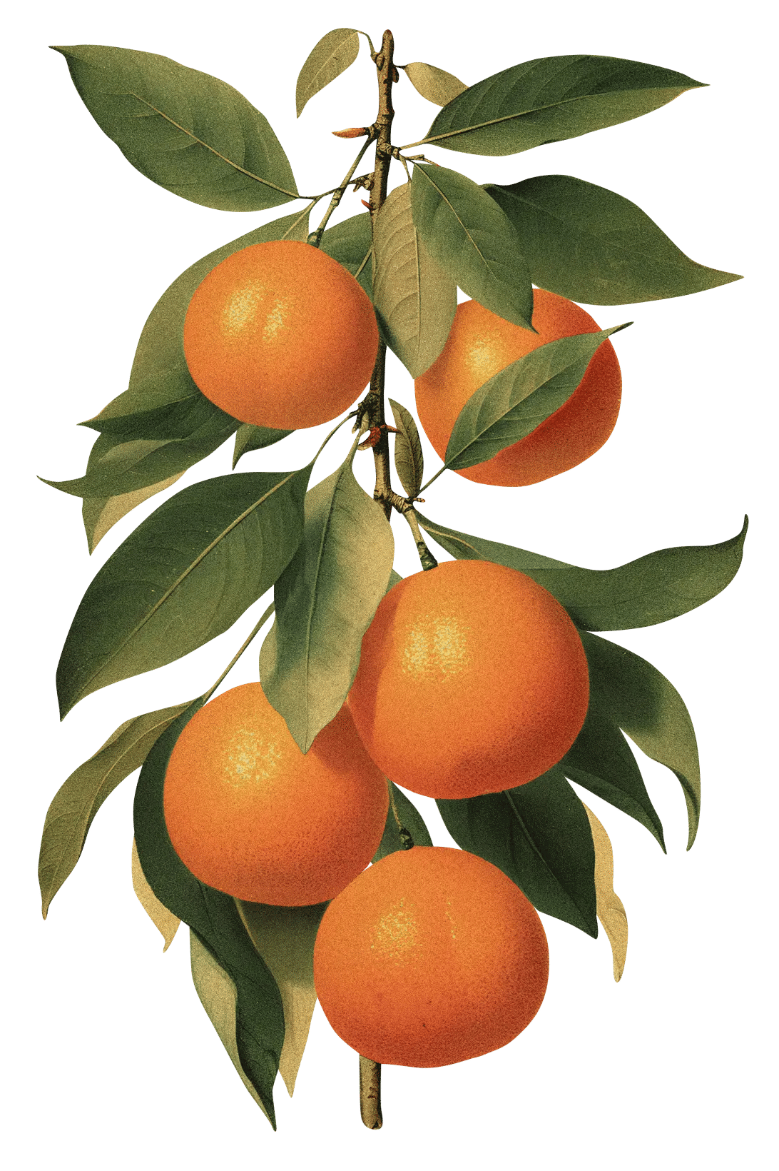 tangerine tree