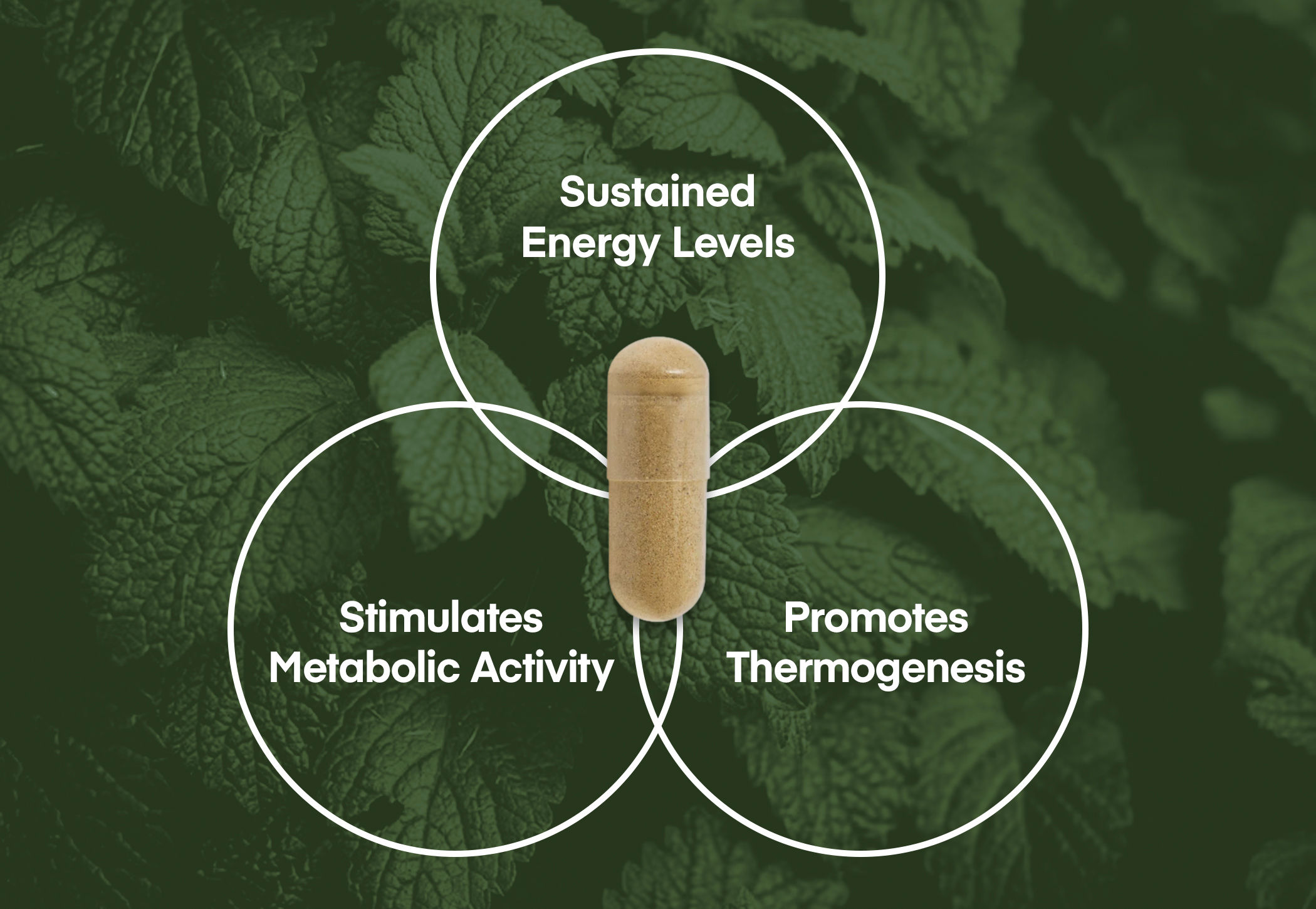 Energy Capsules – Thermoburn
