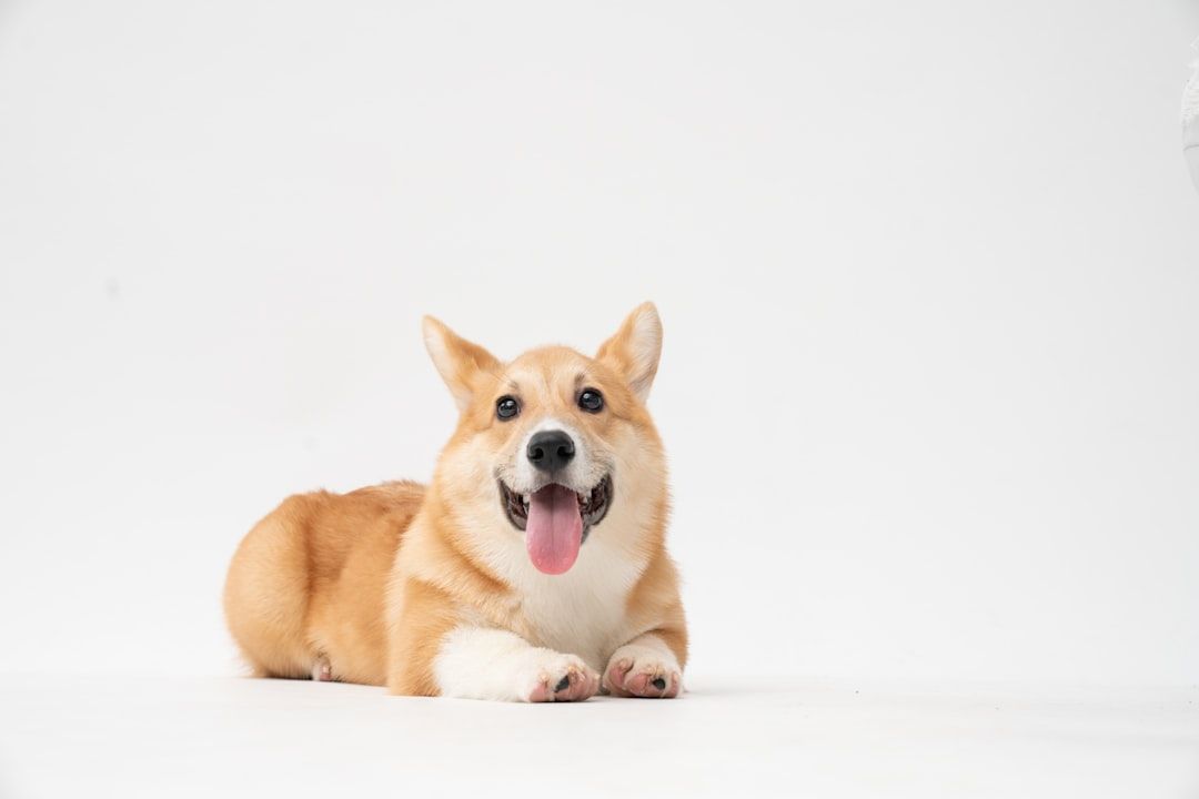$0 test