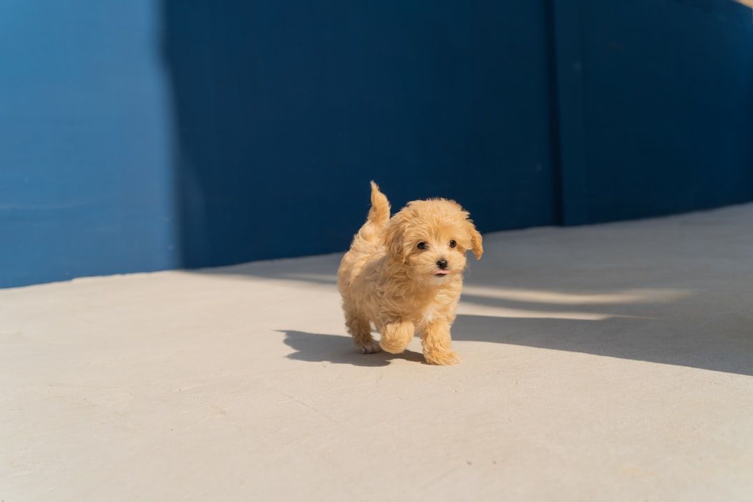 Chewy Enrollment 