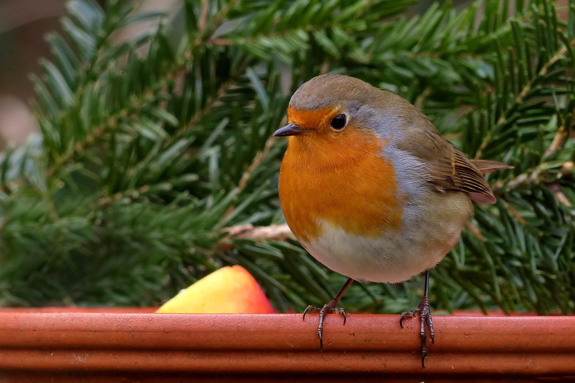 Beautiful Birds