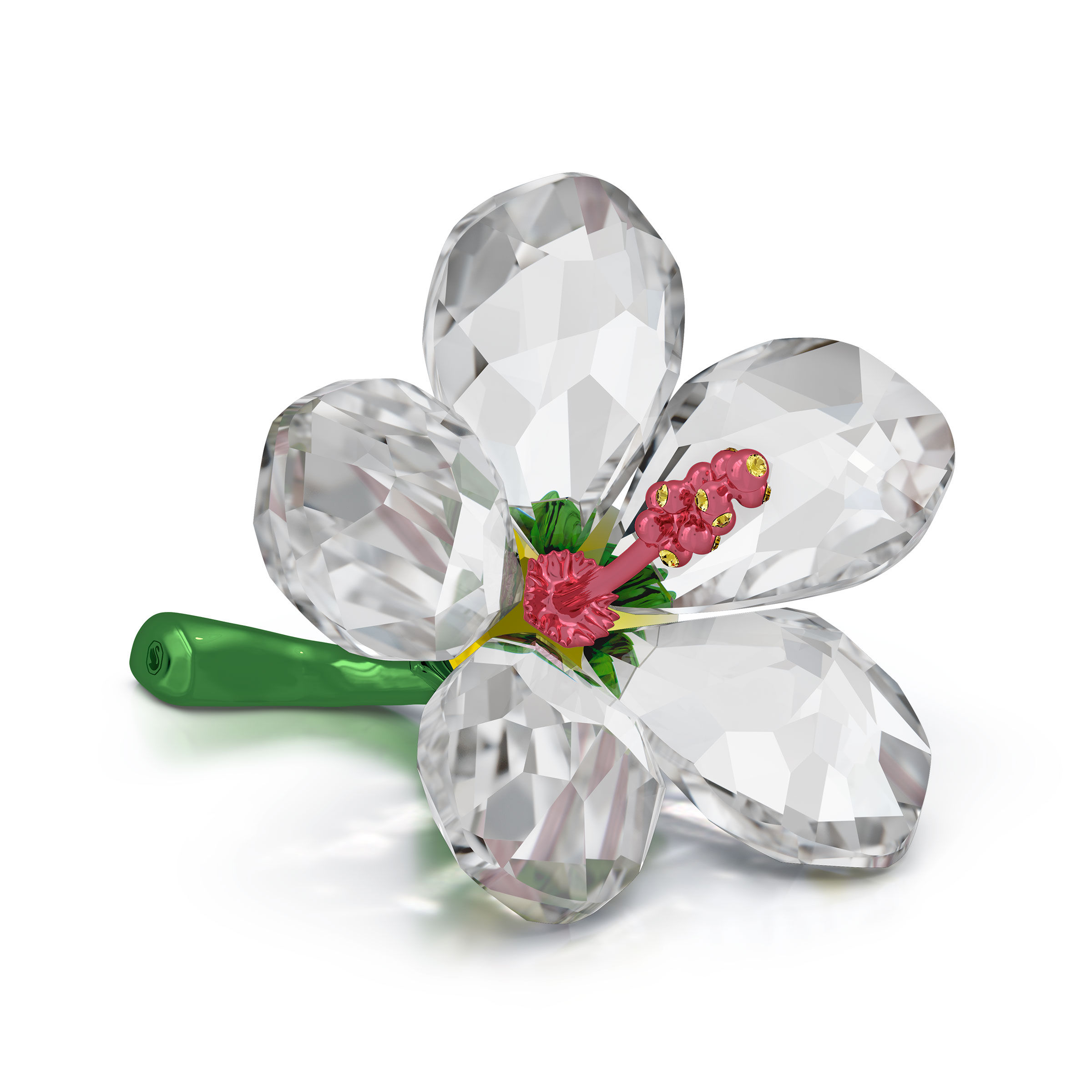Florere Hibiscus