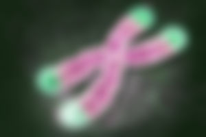 What’s so Important about Telomeres