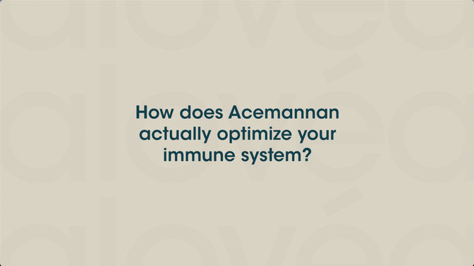 How Does Acemannan Optimize Immune System? video - immun