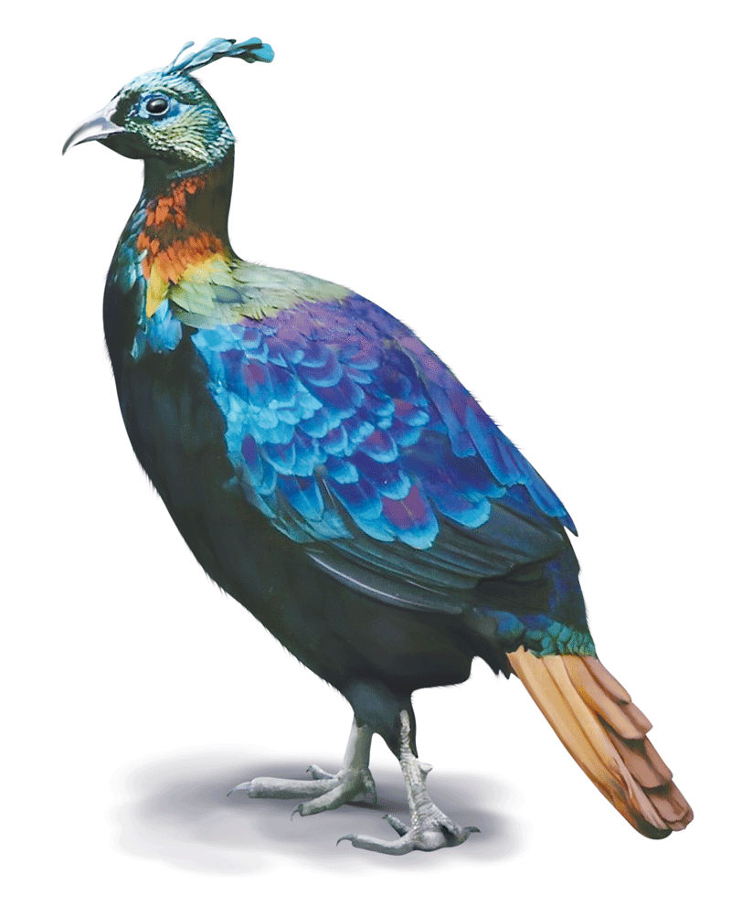 Bird Danphe
