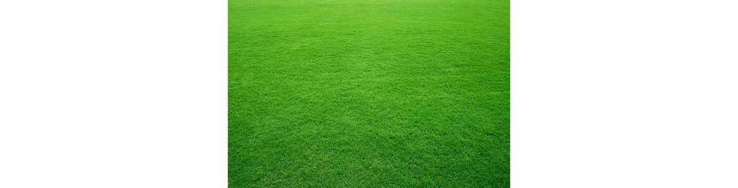 Fresh green grass in football pitch