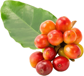 Plant-Based Natural Caffeine