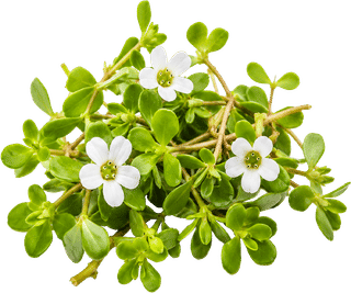 Bacopa Monnieri