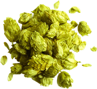 Humulus lupulus