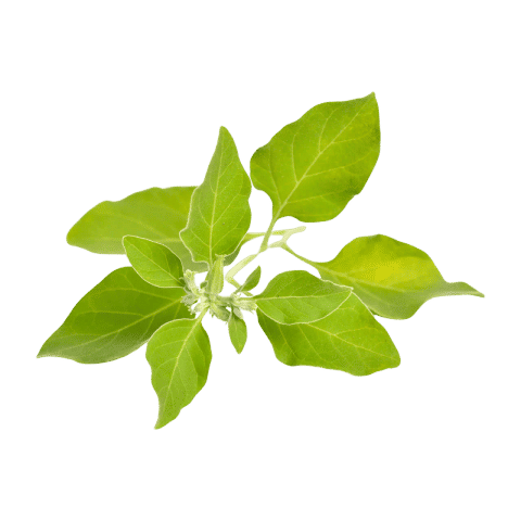 Ashwagandha (KSM-66®)