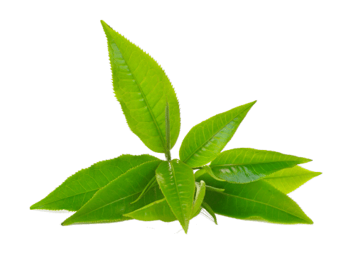 L-Theanine