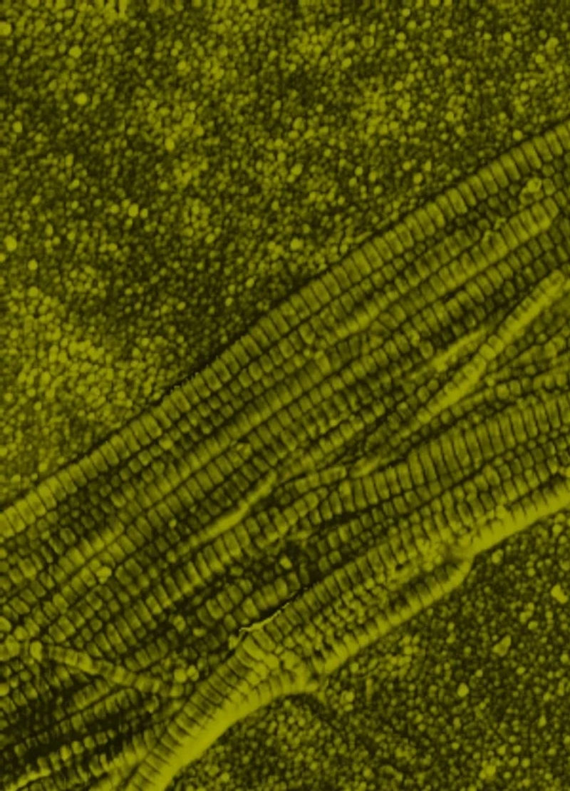 <span>Supports stronger, more resilient-looking skin</span>