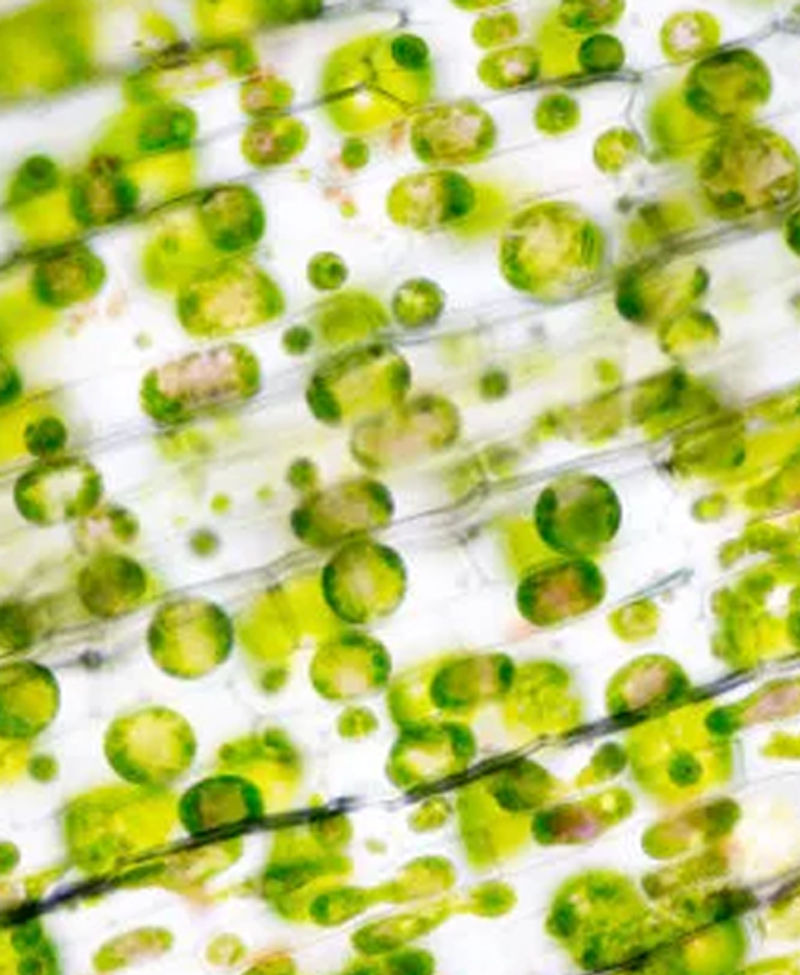 Fava Bean Peptides