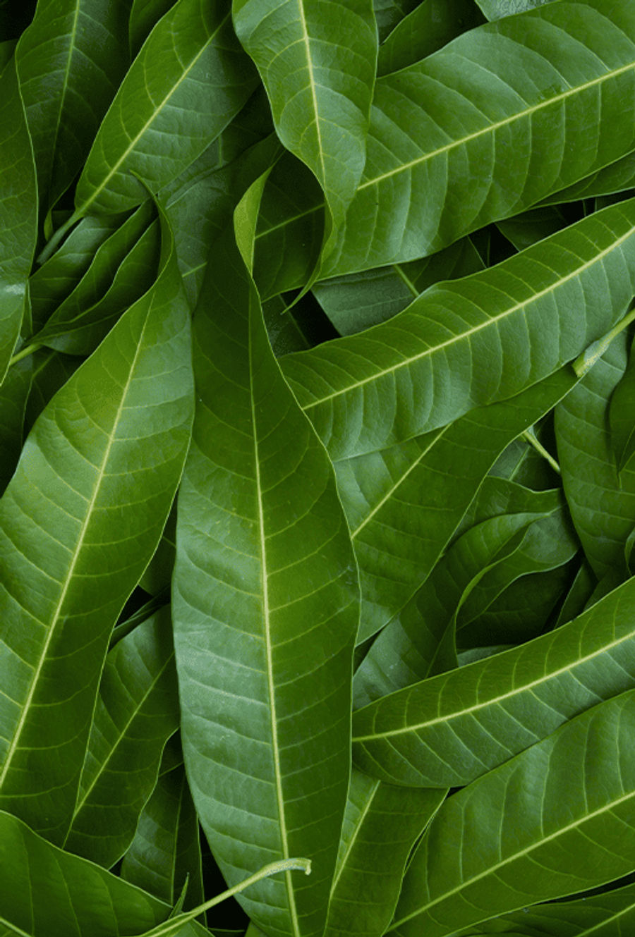 Mango Leaf