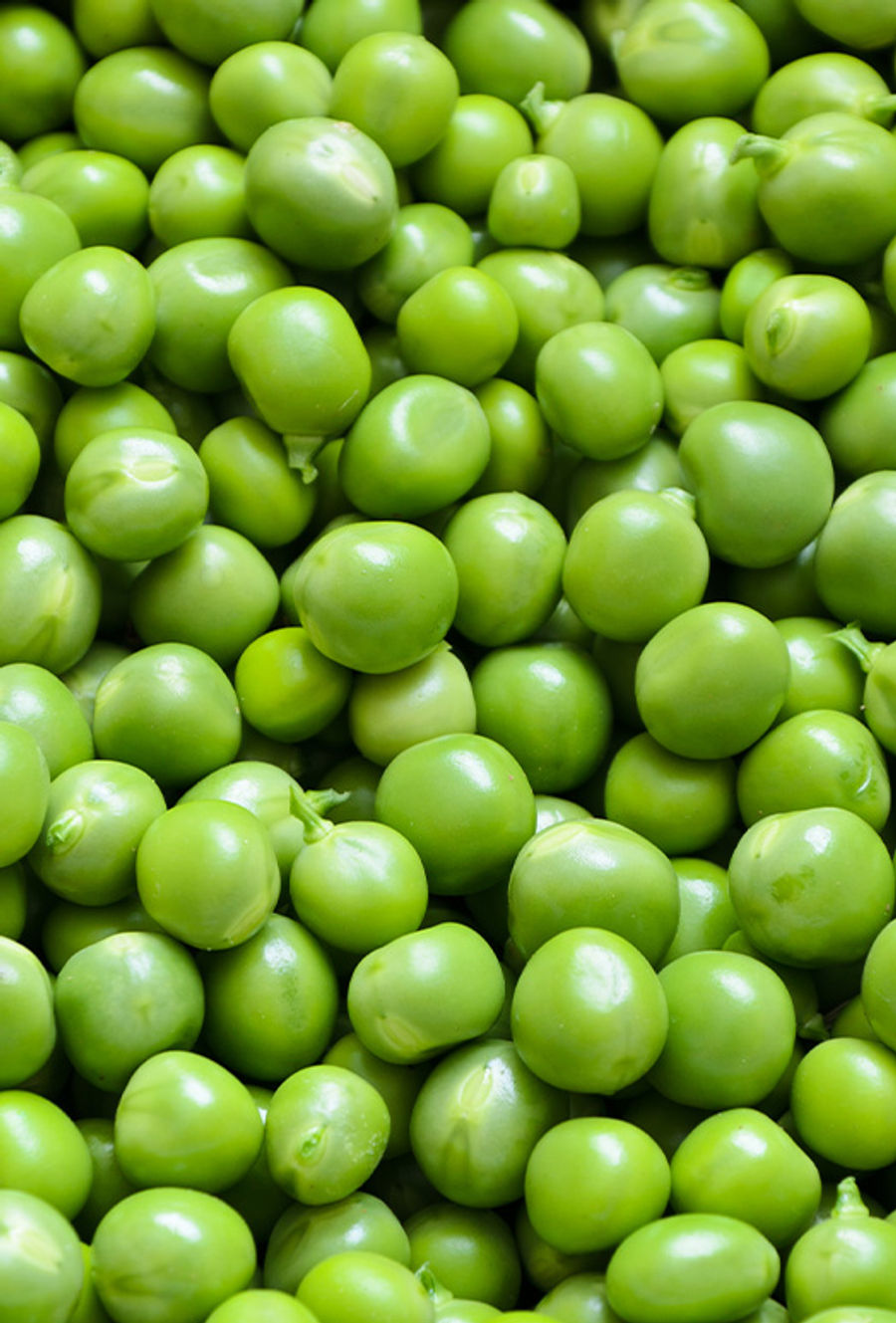 Pea Protein