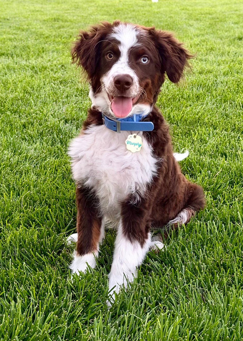 Murphy, a Mini Aussie Mountain Doodle with one blue eye and one brown eye, sitting on the grass