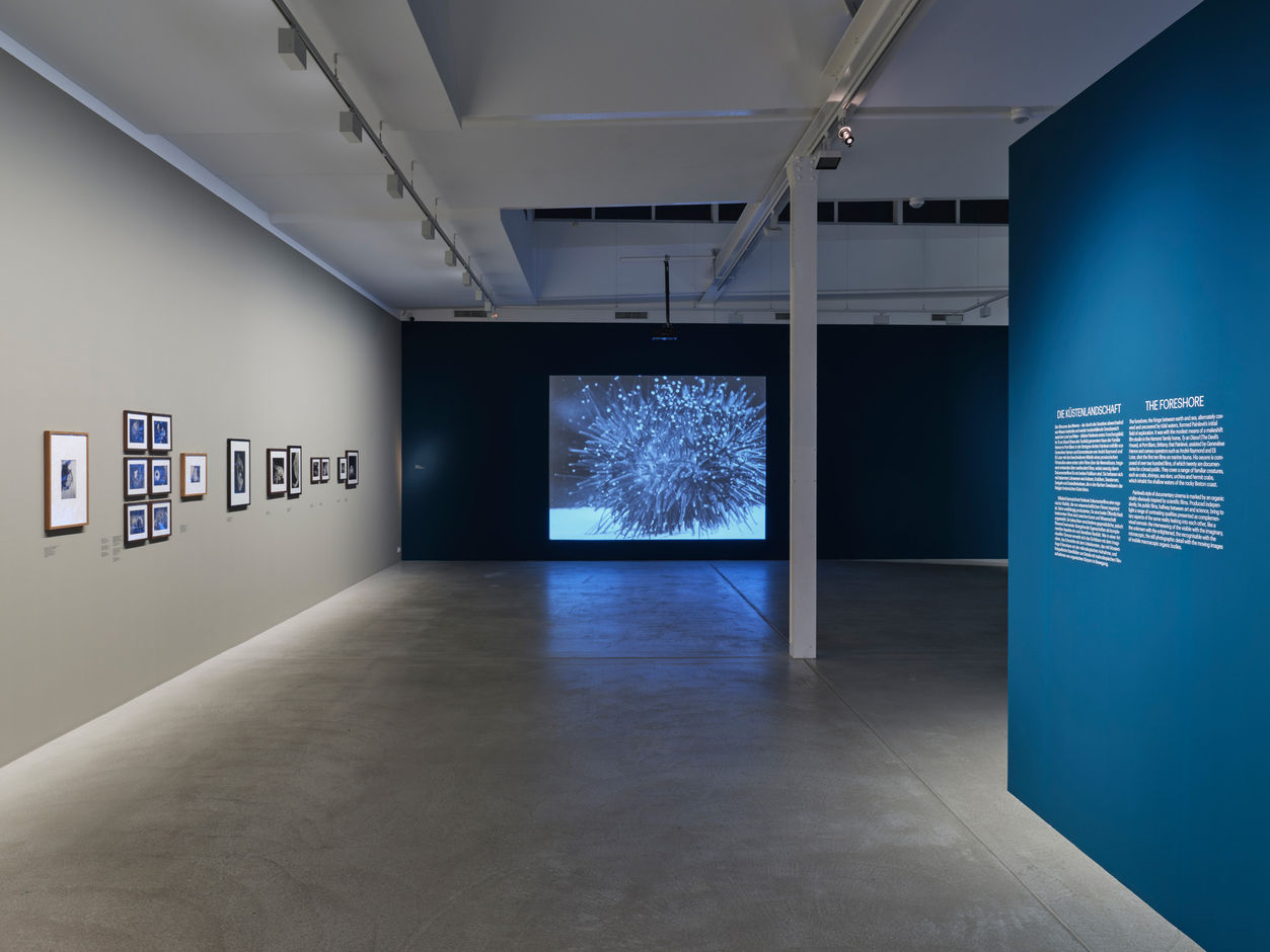 <div>Installation view <em>Jean Painlevé – Feet in the Water</em>, Fotomuseum Winterthur © Fotomuseum Winterthur / Conradin Frei</div>