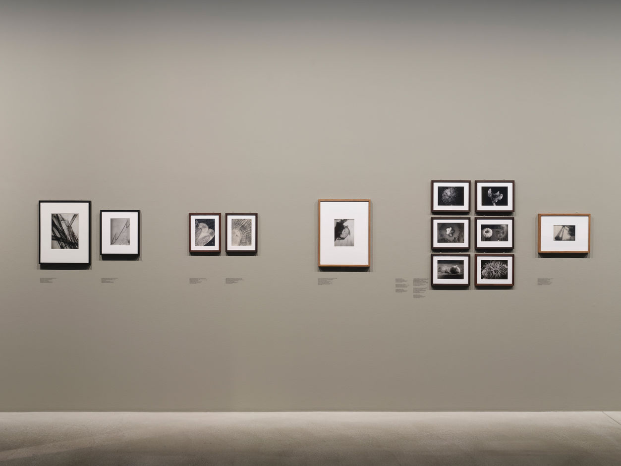 <div>Installation view <em>Jean Painlevé – Feet in the Water</em>, Fotomuseum Winterthur © Fotomuseum Winterthur / Conradin Frei</div>
