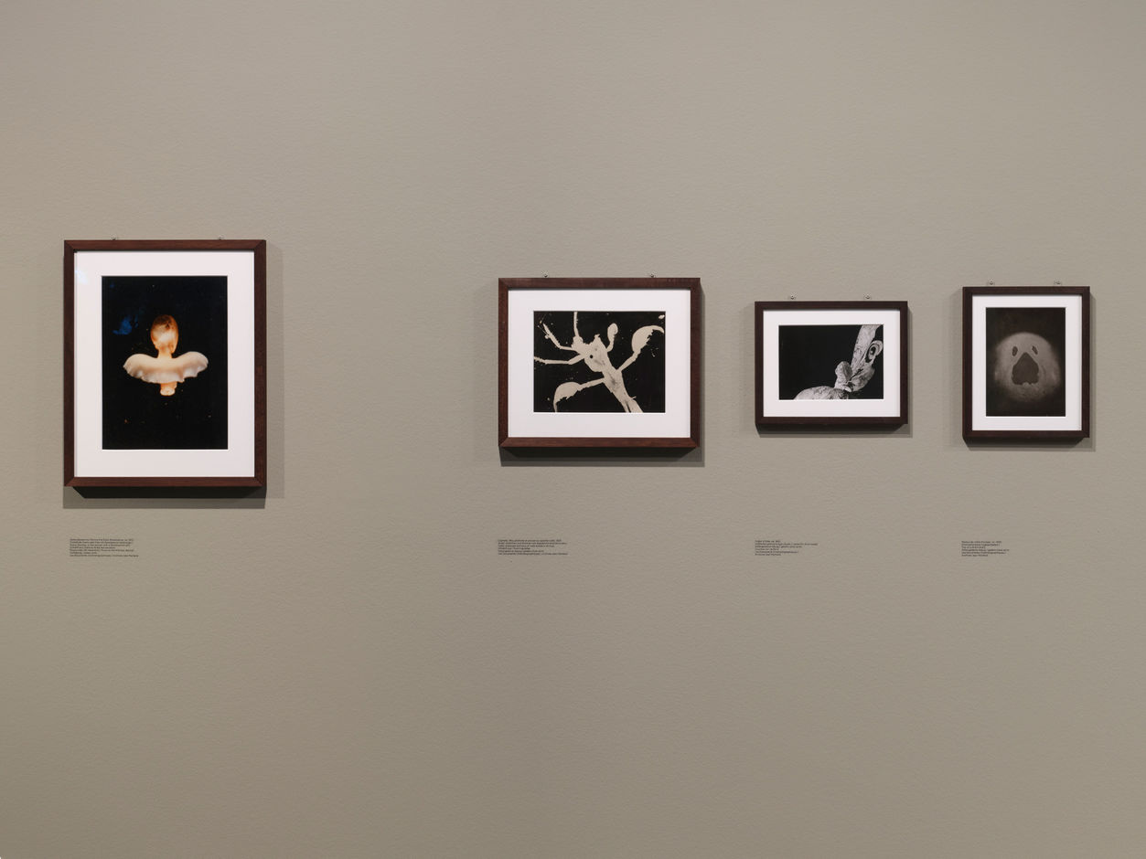 <div>Installation view <em>Jean Painlevé – Feet in the Water</em>, Fotomuseum Winterthur © Fotomuseum Winterthur / Conradin Frei</div>