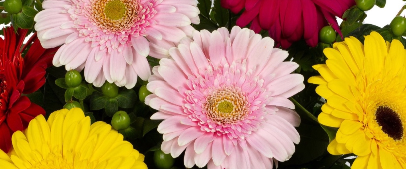 Gerbera Daisies