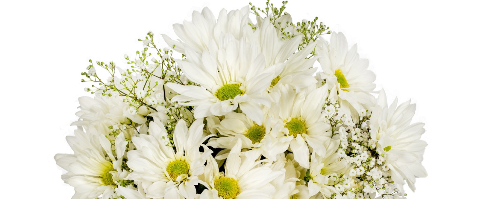 Daisies