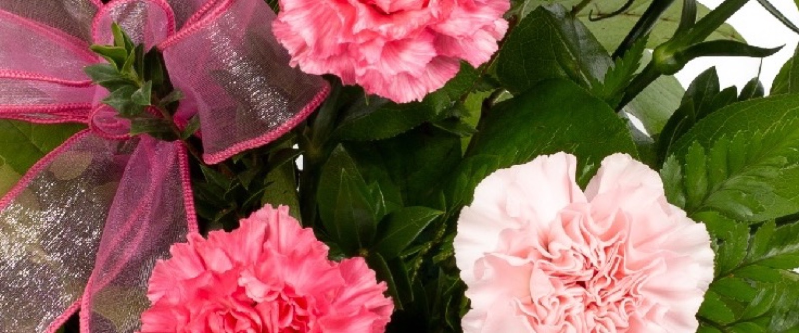 Carnations