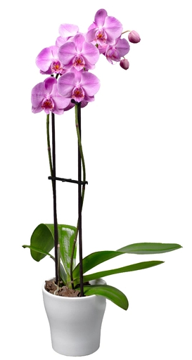 Charming Purple Phalaenopsis Orchid