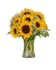 Sunflower Sensation