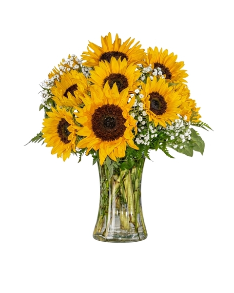Sunflower Sensation
