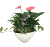 Anthurium and Tropical Planter