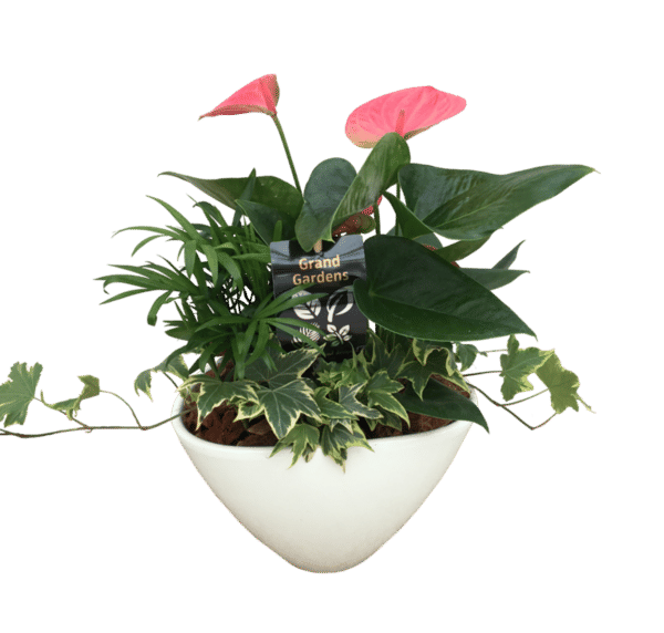 Anthurium and Tropical Planter