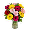 Simply Gerbs - Floral Arrangement