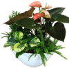 Large Tropical Planter featuring Anthurium