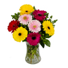 Simply Gerbs - Floral Arrangement